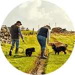 Dog Walking